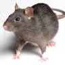 CJ Pest Control