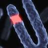 Center of Medical Genetics Ltd.