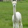 Clifty Creek Alpacas