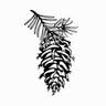 Conifer Bentonville