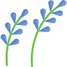 Cor de Lavanda