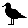 Il Cormorano