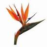 Costa Rica Rental Services
