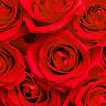 Cracklin' Rose