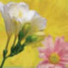 Cranbourne Florist
