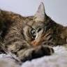 Curtin Cat Care - Kismet