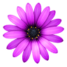 Flower shop Cveta