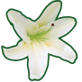 Fleuriste Daluka