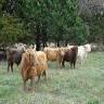 Dancing Cow Farms