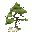 Densiflora