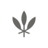 Design Roots