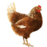 La Boutique de Producteurs Locaux : Des Poules et des Vignes