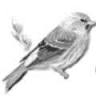 De Vink B and B