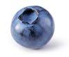 DiMeo Blueberry Farms & Blueberry Plants Nursery