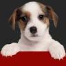 DogFood