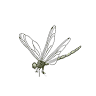Driftwood Dragonfly