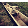 Dunley Farm