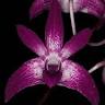 Down Under Native Orchids