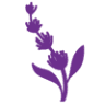 El Proyecto de Lavanda