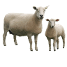 Oaklands Farm