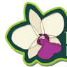 Emporium das Orquídeas 262
