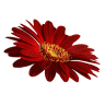 Art et Fleur