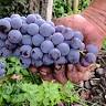 Etnella Enoagriturismo Notti Stellate Etna Mare