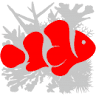Euro Corals