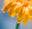 Evergreen Growers - Australia's Online Nursery - Buy Plants Online