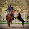 Alanna Hulsman - Equitation Western