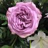 Fleurs et Bonheurs