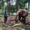 Ban Kwan Chang Elephant Camp