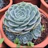 Maesalong Succulent