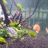 NC Aquascape & Design