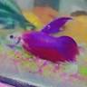Shivam Aquarium and pet Shop