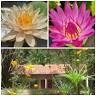 Suan Bang Bon Guesthouse สวนบางบอน บริการห้องพัก ไม้ประดับจัดส่งทั่วประเทศ Sustainable Lifestyle