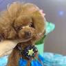 TEDDYDOG LONG XUYÊN