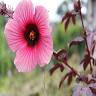 Vivero Chuchita