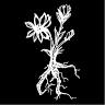 Bitterroots & Co., LLC