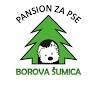 Pansion za pse Novi Sad Borova Šumica