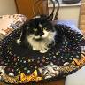 Bystrokočko Cat Café
