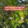 Cây giống thanh trà ngọt Đông Thành - Bình Minh