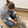 Desert Trails Veterinary Service