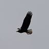 Elk & Eagle Trading Post, LLC