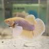Fish of Joy (Aquatic pets @ backyard)