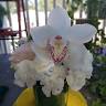 Floristería Cataleya