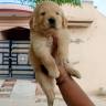 Friends kennel karnal.