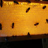 NK.Bees