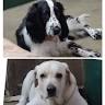 HEAVEN OF FURRY FRIENDS