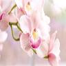 Kwiaciarnia ORCHIDEE